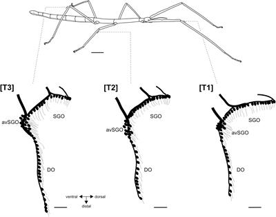 The Subgenual Organ Complex in Stick Insects: Functional Morphology and Mechanical Coupling of a Complex Mechanosensory Organ